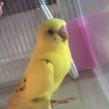セキセイインコ雛
