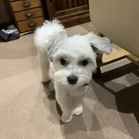 ちゃちゃまる