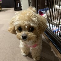 あずき