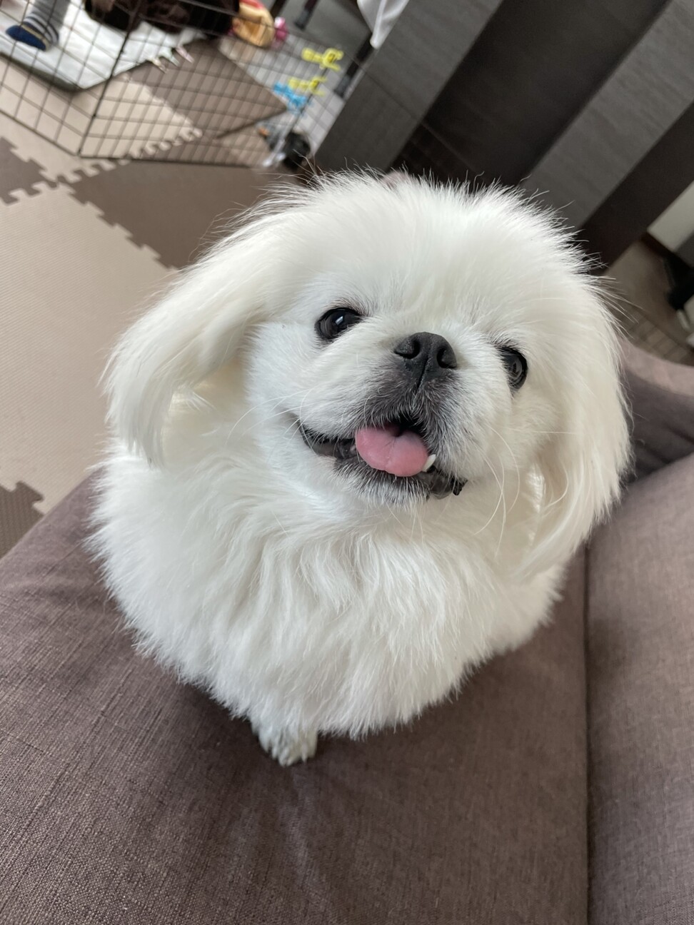 おもち