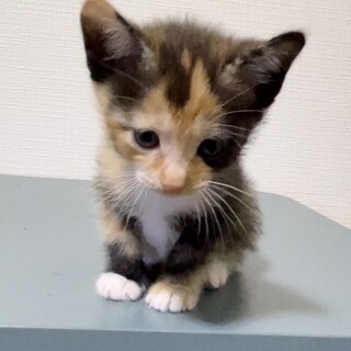 サビ柄の白タビ長シッポちゃん✩.*˚