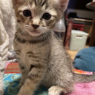 キジトラ真っ直ぐ長シッポちゃん