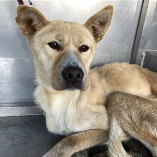 里親様決定しました！ありがとうございました✨