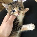 生後3〜4週間の子猫たち(*ˊ˘ˋ*)♡