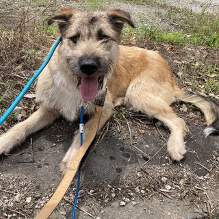 優しい女の子「ポテコ」