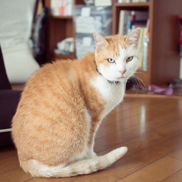 お行儀がとても良いんです