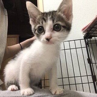 推定4/15生まれのキジシロ女の子