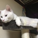 家の事情で飼えなくなった為