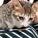4ヶ月の子猫です
