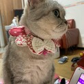 チンチラとアメショミックスの女の子