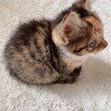 4ヶ月の子猫です