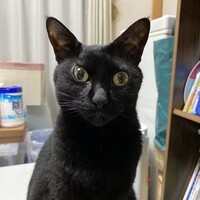 ノエル