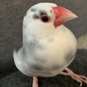 桜文鳥の里親になっていただける方を探してます。