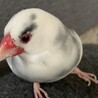 桜文鳥の里親になっていただける方を探してます。 サムネイル2