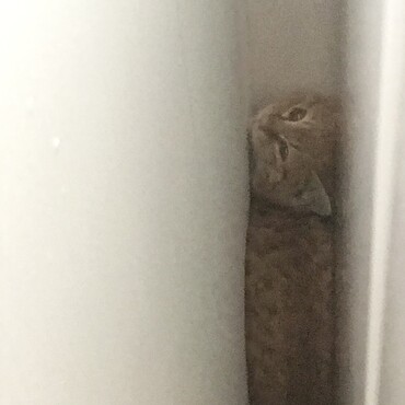 我が家に初めて来た日の茶々丸