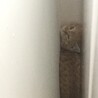我が家に初めて来た日の茶々丸