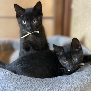 黒猫兄弟