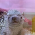 ヒメハリテンレック