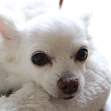 引っ越しで疲れたここ