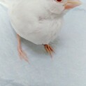 アルビノ文鳥