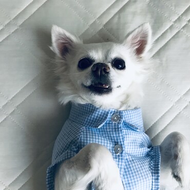 シャツがよく似合うここ