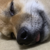 ねむーい