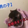 ファンシーラット 男の子2匹 ぜひ家族の一員に。 サムネイル2