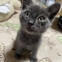 子猫里親募集