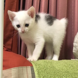 【代理投稿】ユニーク柄三兄弟の仔猫里親募集