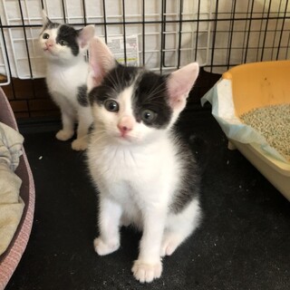 【代理投稿】ユニーク柄三兄弟の仔猫里親募集