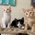 【7/11芝浦】超甘えん坊仲良し美猫兄妹