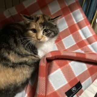 人馴れ特訓中　アミさま♡