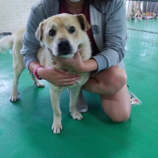 人懐っこく穏やかな男の子です！