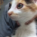 三毛猫の子猫の里親募集です。