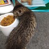 子猫の里親募集します。 サムネイル4