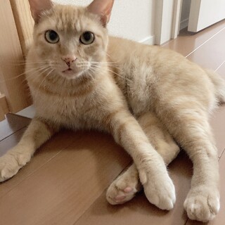 おっとり優しい