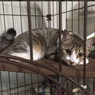 控えめでおとなしい女の子　鈴ちゃん