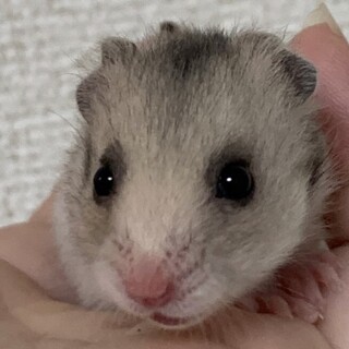 ハムスターの里親募集