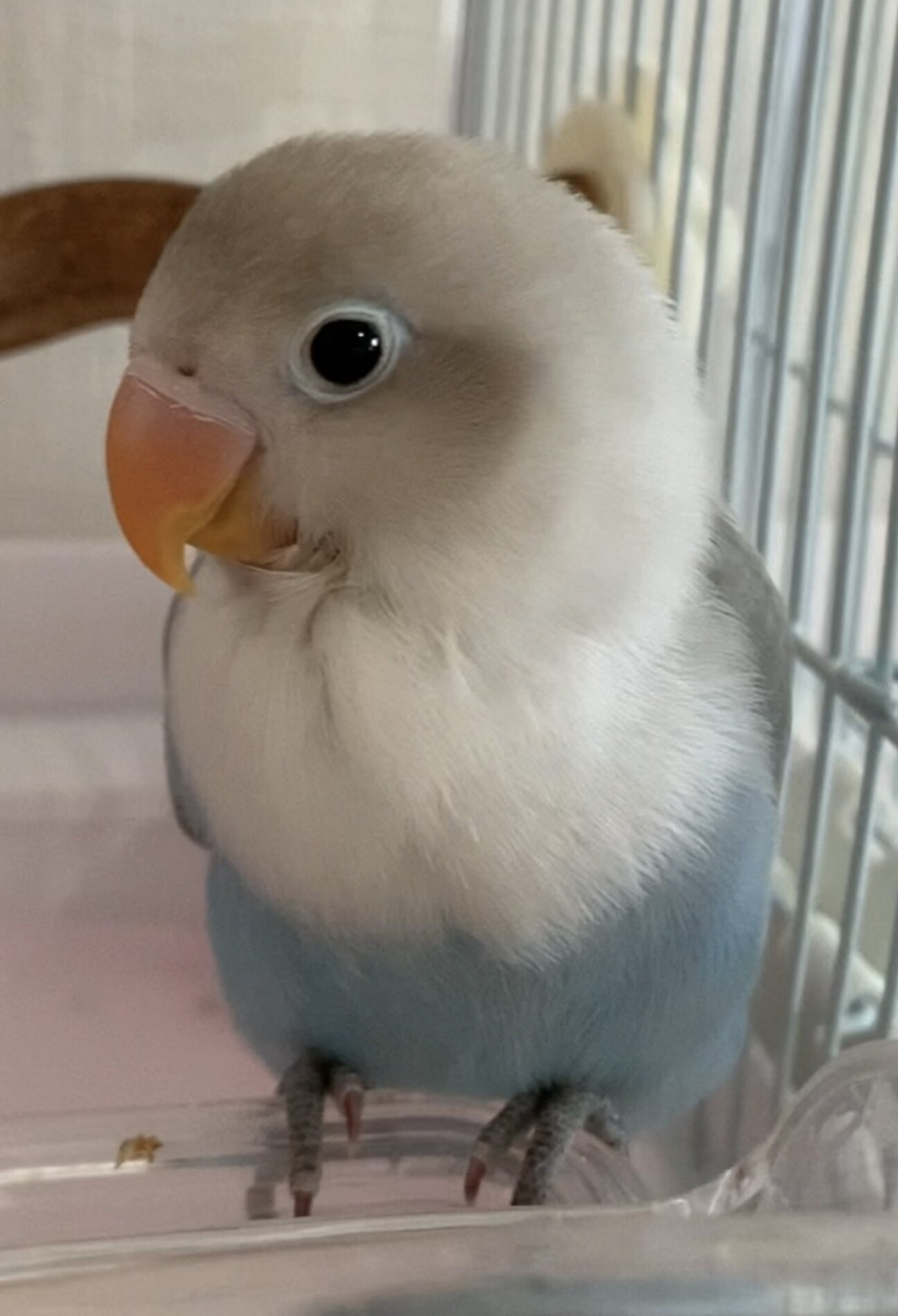 ボタンインコきれいな水色」東京都 - 鳥の里親募集(365546) 1枚目の
