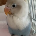 ボタンインコきれいな水色