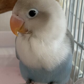 ボタンインコきれいな水色