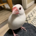 白文鳥(手乗り)の里親になっていただける方募集。