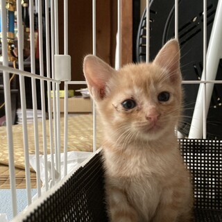 1ヶ月半の茶トラの男の子