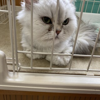 ペルシャ×チンチラのハーフ、女の子