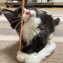 トマトとラムネ。長毛はちわれ、きじの兄妹子猫