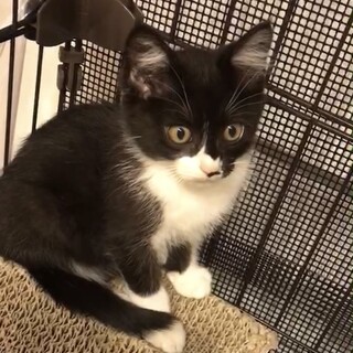 ふわふわ兄妹♡白くつ下の黒白キキくん