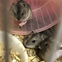 ハムスターあと1匹 譲渡予定です