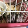 ハムスターあと1匹 譲渡予定です サムネイル2