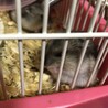 ハムスターあと1匹 譲渡予定です サムネイル3