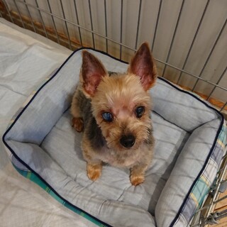 一旦募集停止。京ちゃん❣️